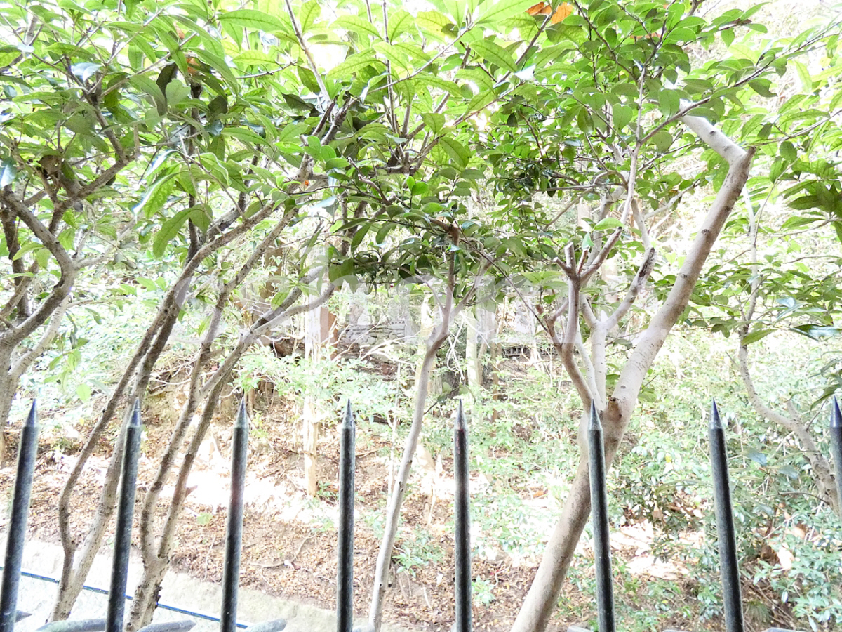 北側の眺望 写真19